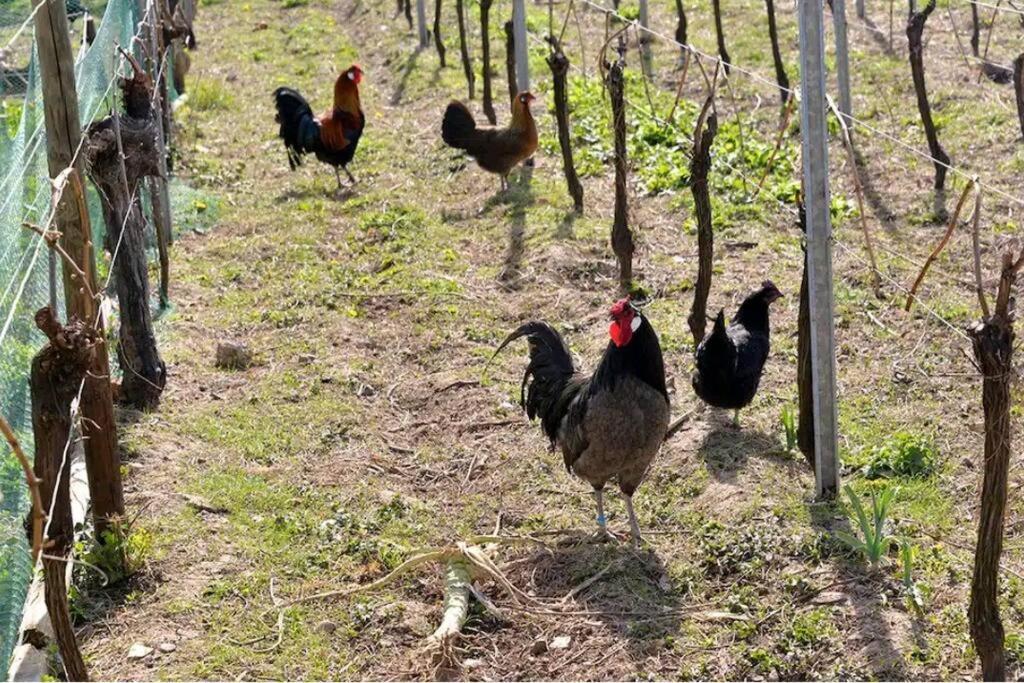 Gite L'Oeuf Ou La Poule, Parking Prive, Sur Domaine Viticole ريبوفيل المظهر الخارجي الصورة